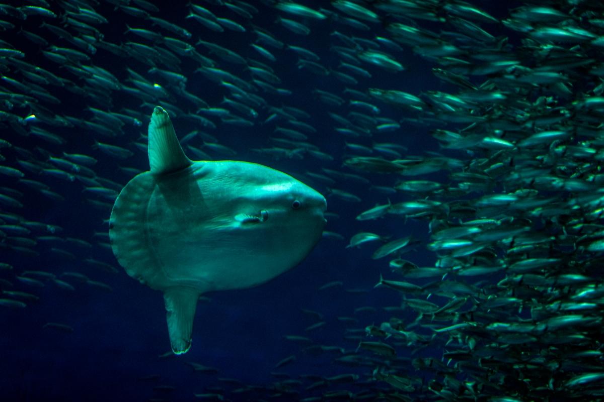 生3亿长6千万倍翻车鱼既能生又能长机会为何却越来越渺茫