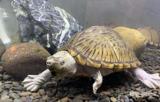 按价格排序常见观赏龟类推荐（水龟篇） - 知乎