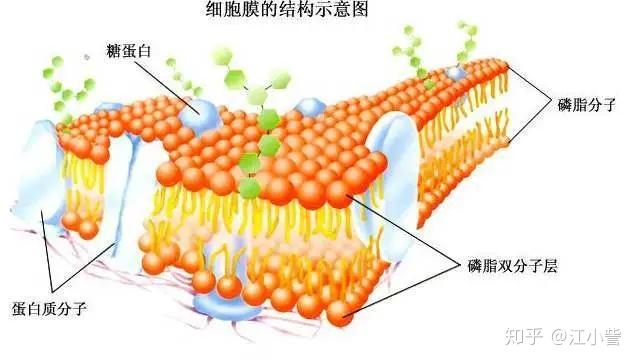 如何让A醇效果最大化？看看法国第一果酸品牌 - 知乎