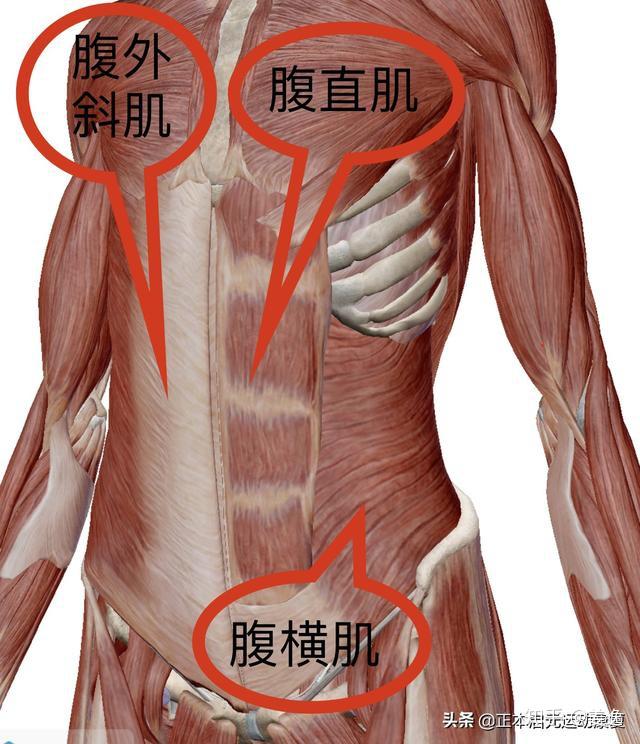 腰腹肌肉名称图片