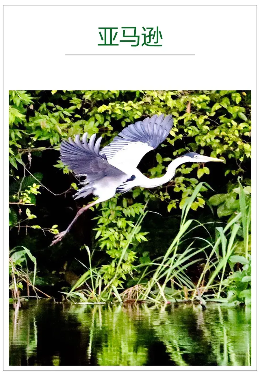 万物有灵且美|细数在亚马逊的心动时刻- 知乎