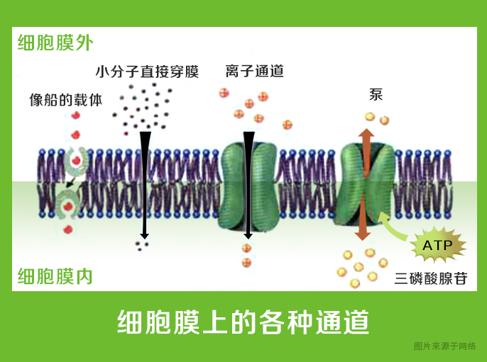 离子通道种类图片