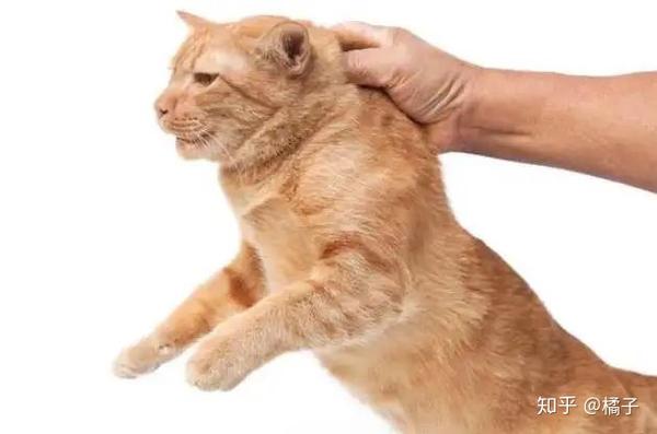 伸手夹住猫咪腋下,面对面将它抱起.