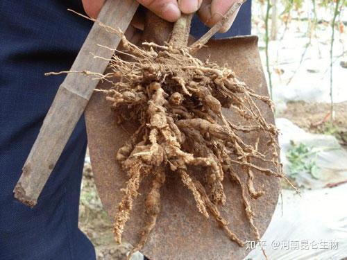 防治豆角根结线虫的方法有哪些,大棚根结线虫病防治方法线翘翘,根结