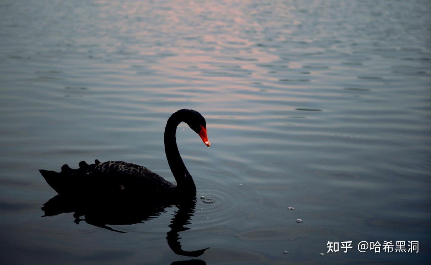 2022年的黑天鹅与灰犀牛，风波可能还未出尽（上） - 知乎