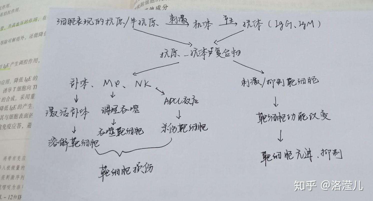 医学免疫学复习3超敏反应