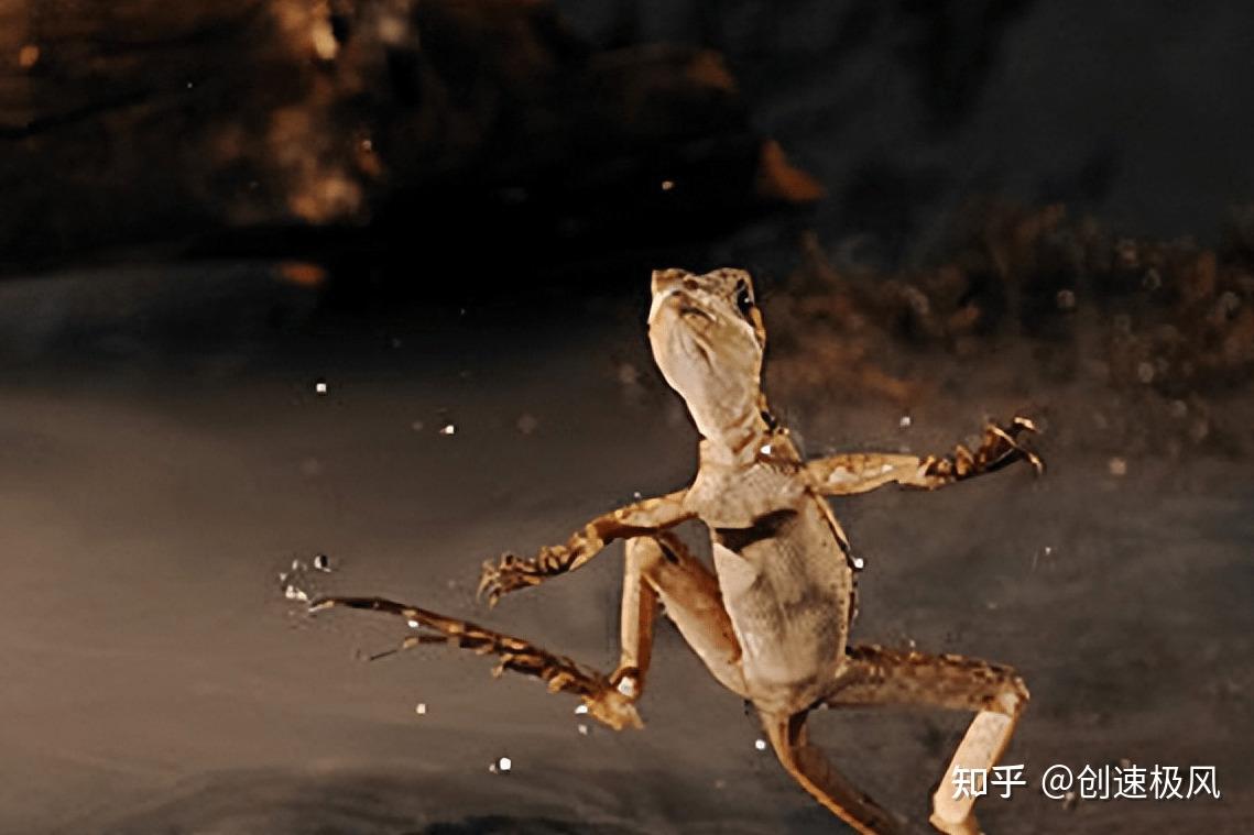 水面上出現的多腳怪獸是水鳥變異還是核廢水的影響