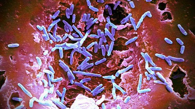 微生物群落结构