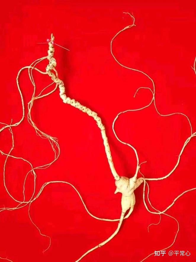 野生人参纯度鉴别