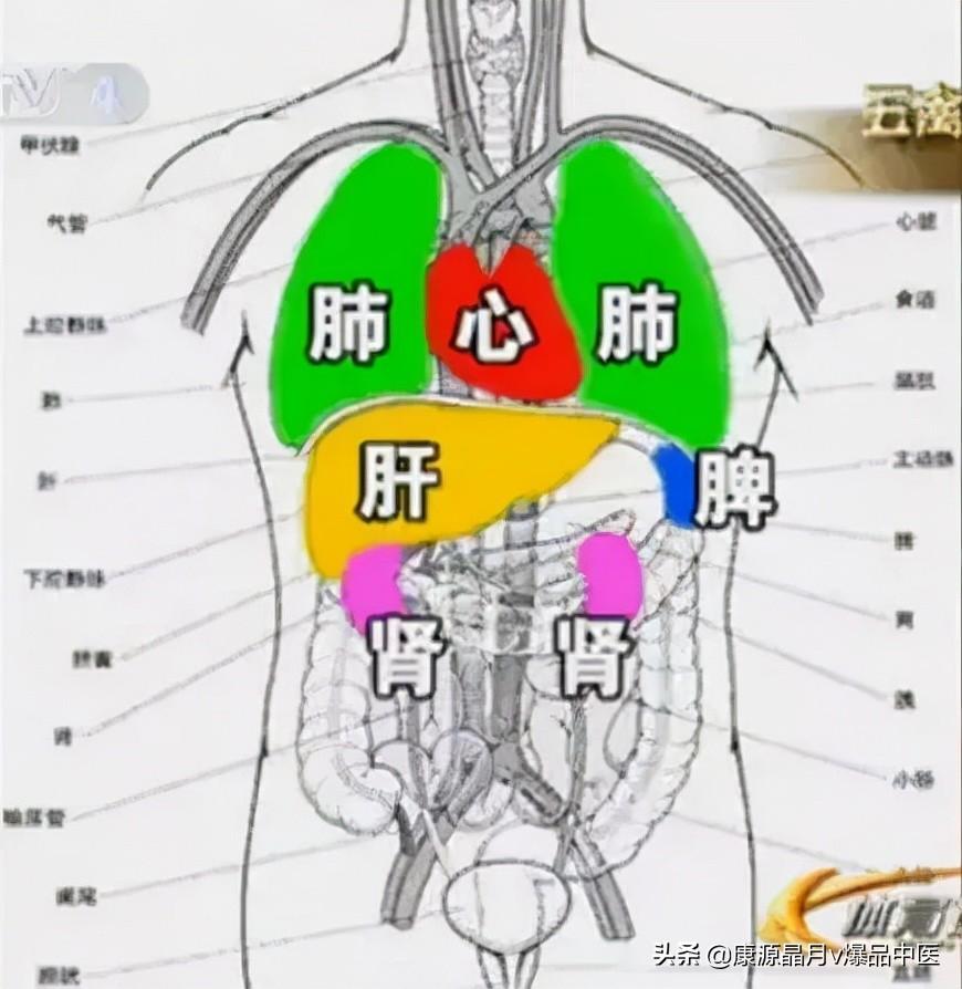 左后背肾位置示意图图片
