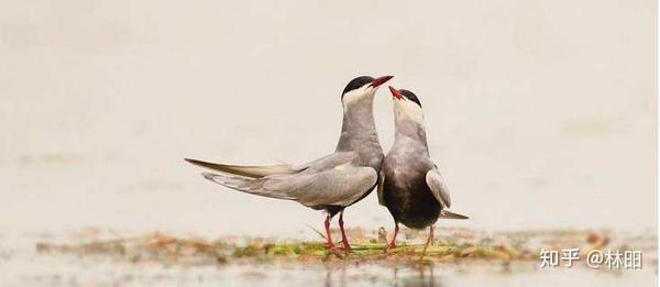 微读 诗经 周南 关雎 知乎