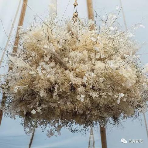 神奇植物银扇草，你生活里有见过吗？ - 知乎