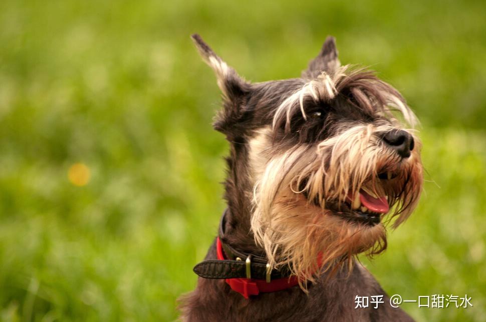 雪納瑞犬該如何飼養