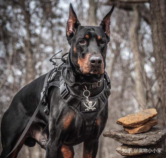 护卫犬之一“杜宾犬”,养过的人都说好 - 知乎