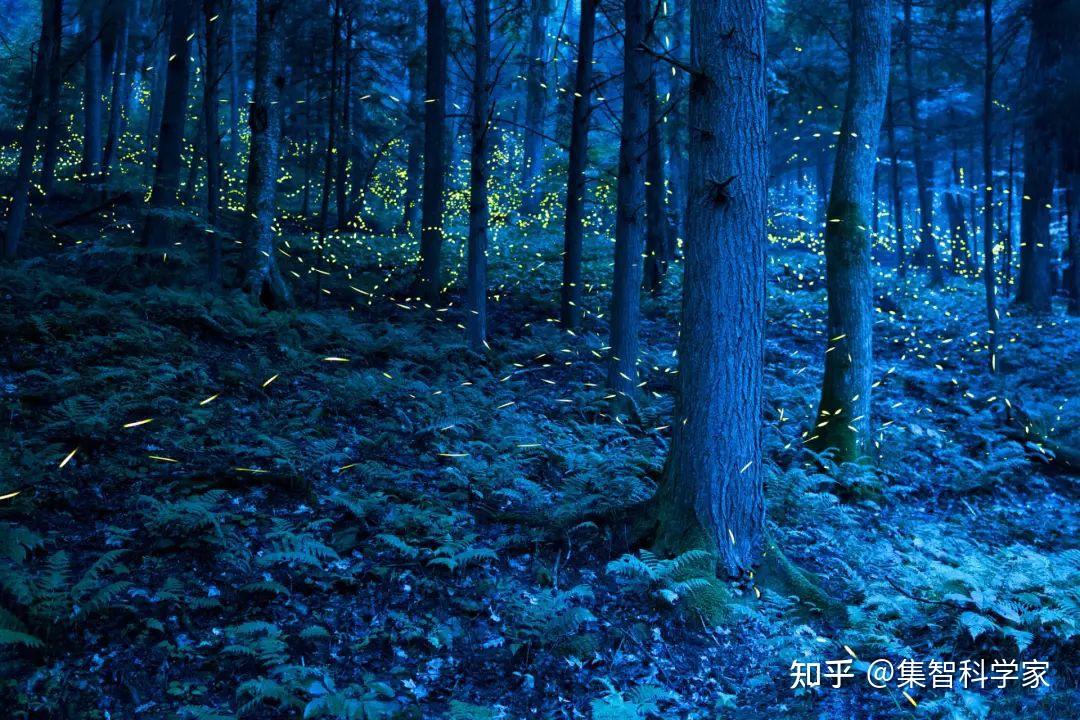 萤火虫的同步闪烁：随机中怎样涌现出秩序？ 知乎