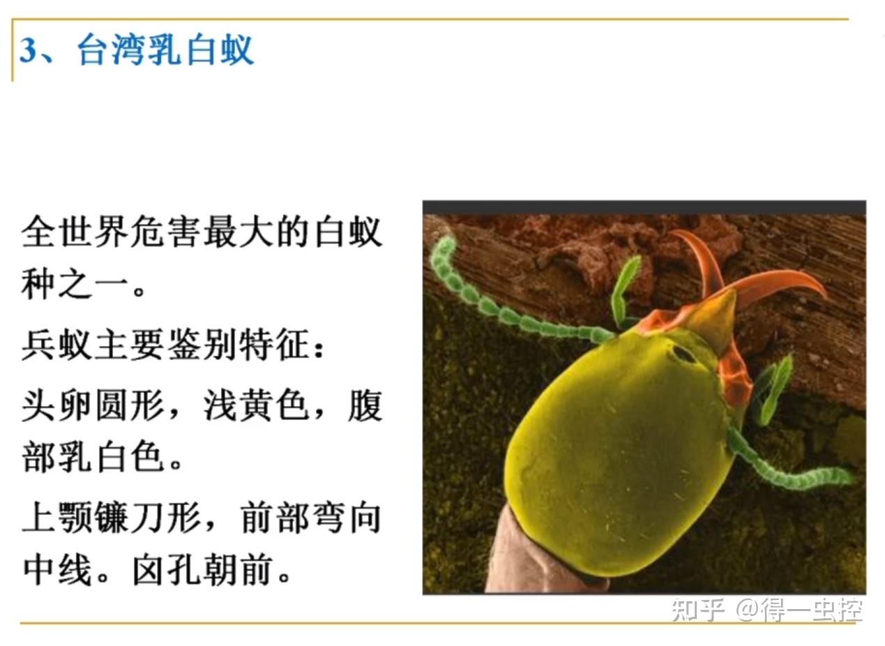 科谱知识:认识在地球上生存1.3亿年的生物-白蚁 - 知乎