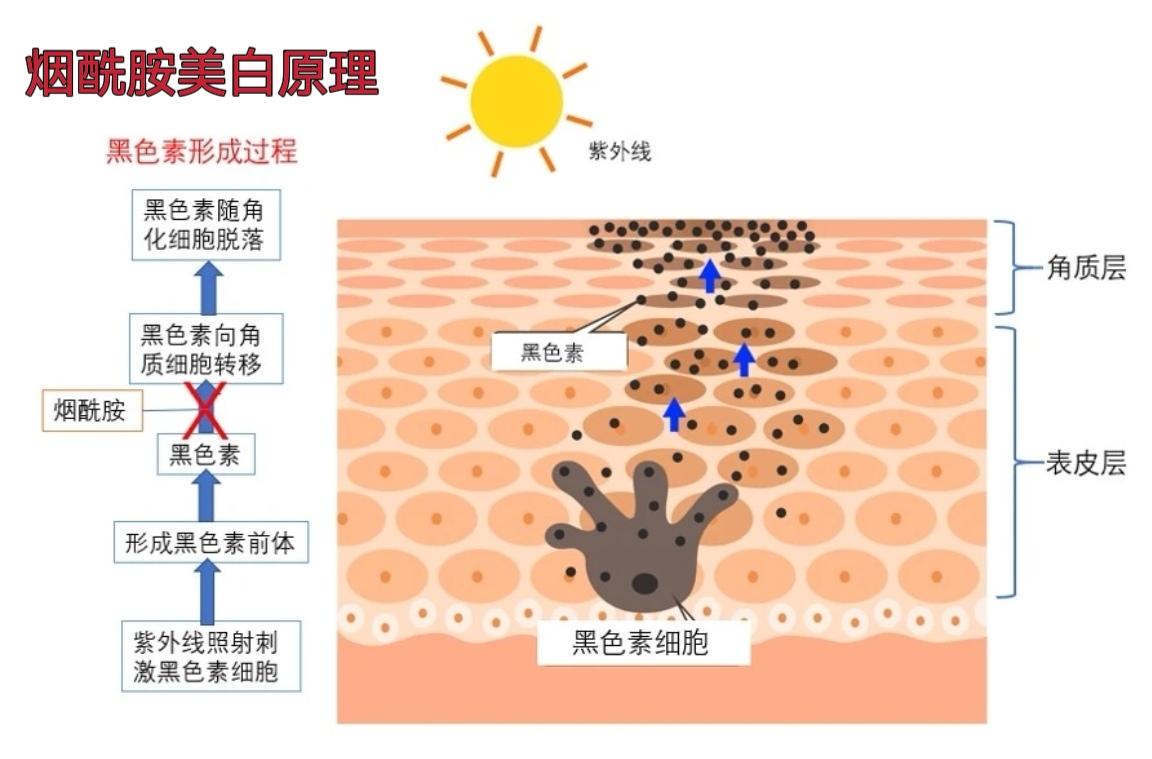 lzq果酸沐浴露——提亮肤色,改善粗糙