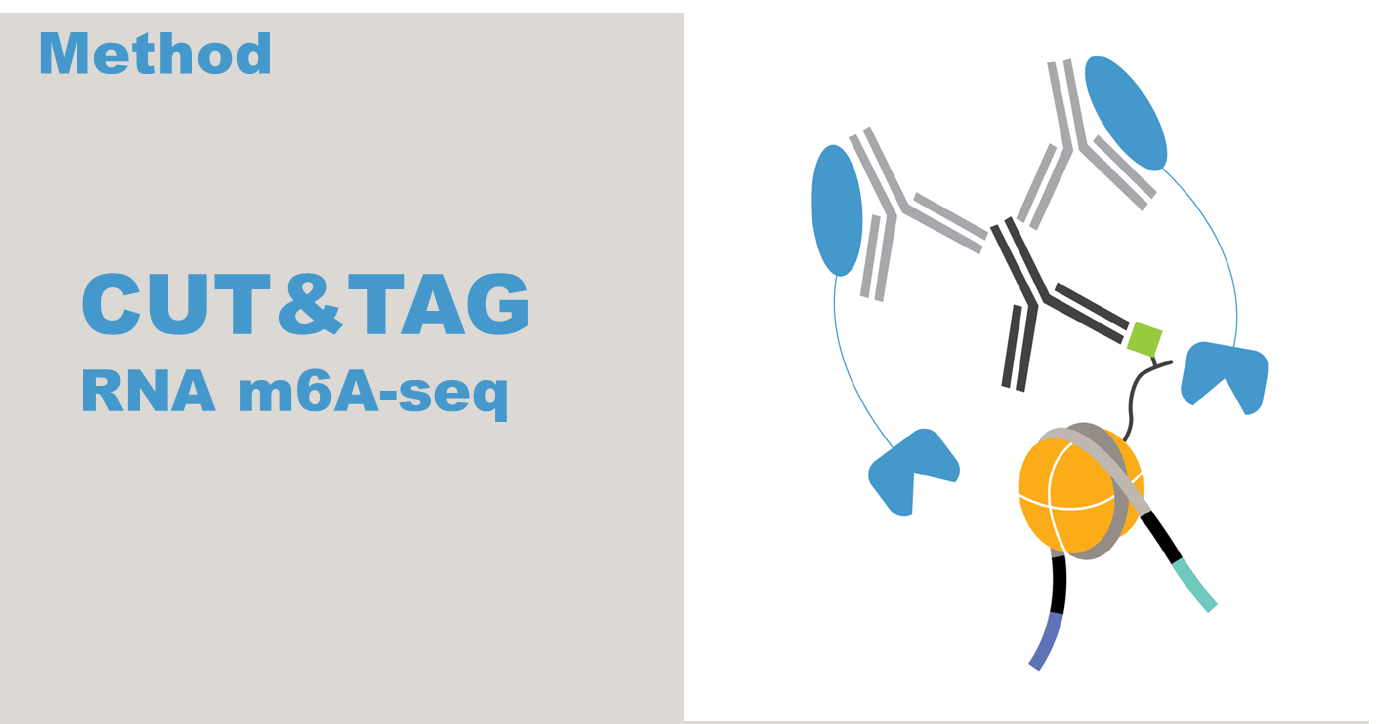 m6A seq与CUT&TAG技术之间的联想 知乎