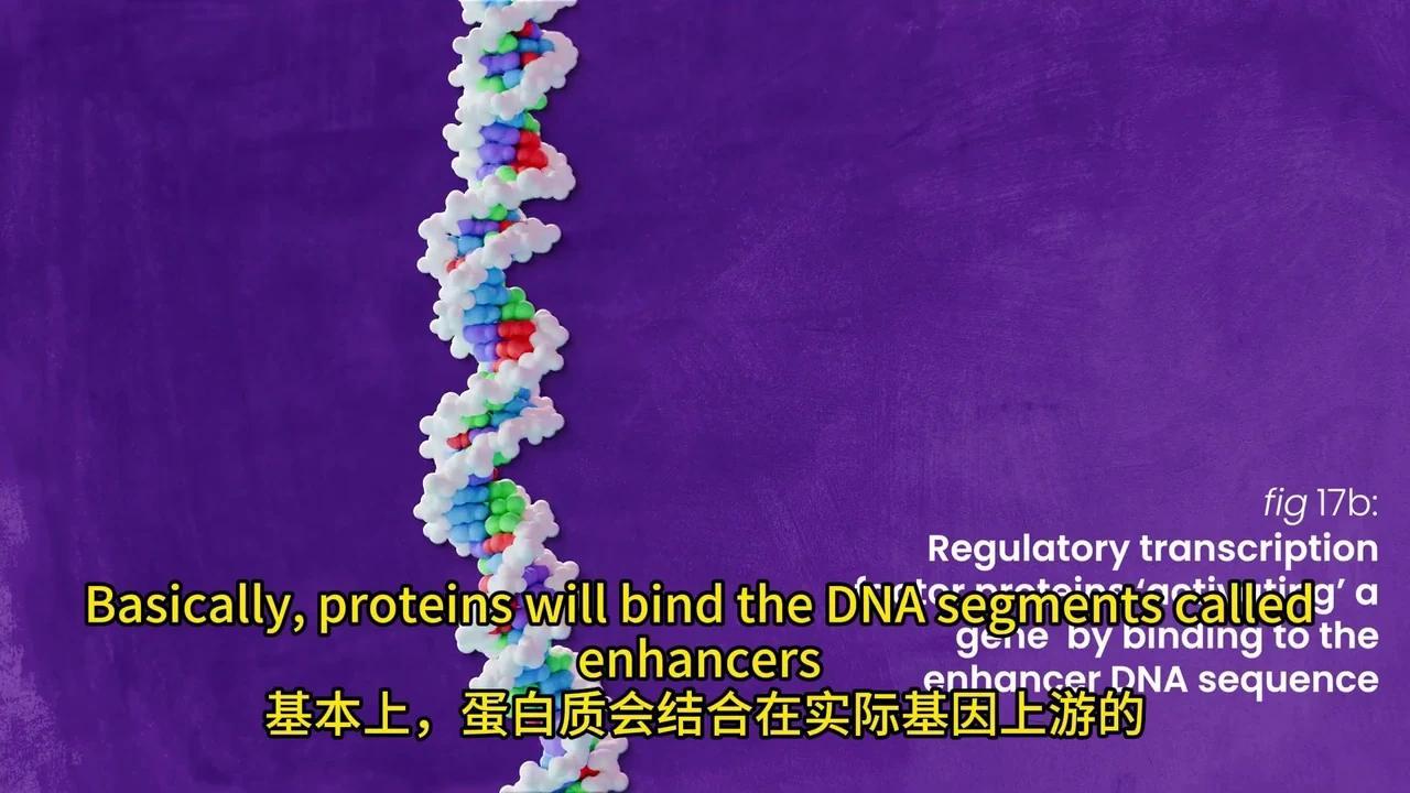 彻底解密DNA转录与mRNA剪接:动画揭秘生物学奥秘 - 知乎