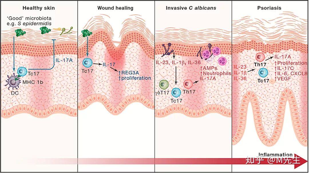 來源:immunity但是,某些自身免疫性疾病(尤其令我們失望的是類風溼性