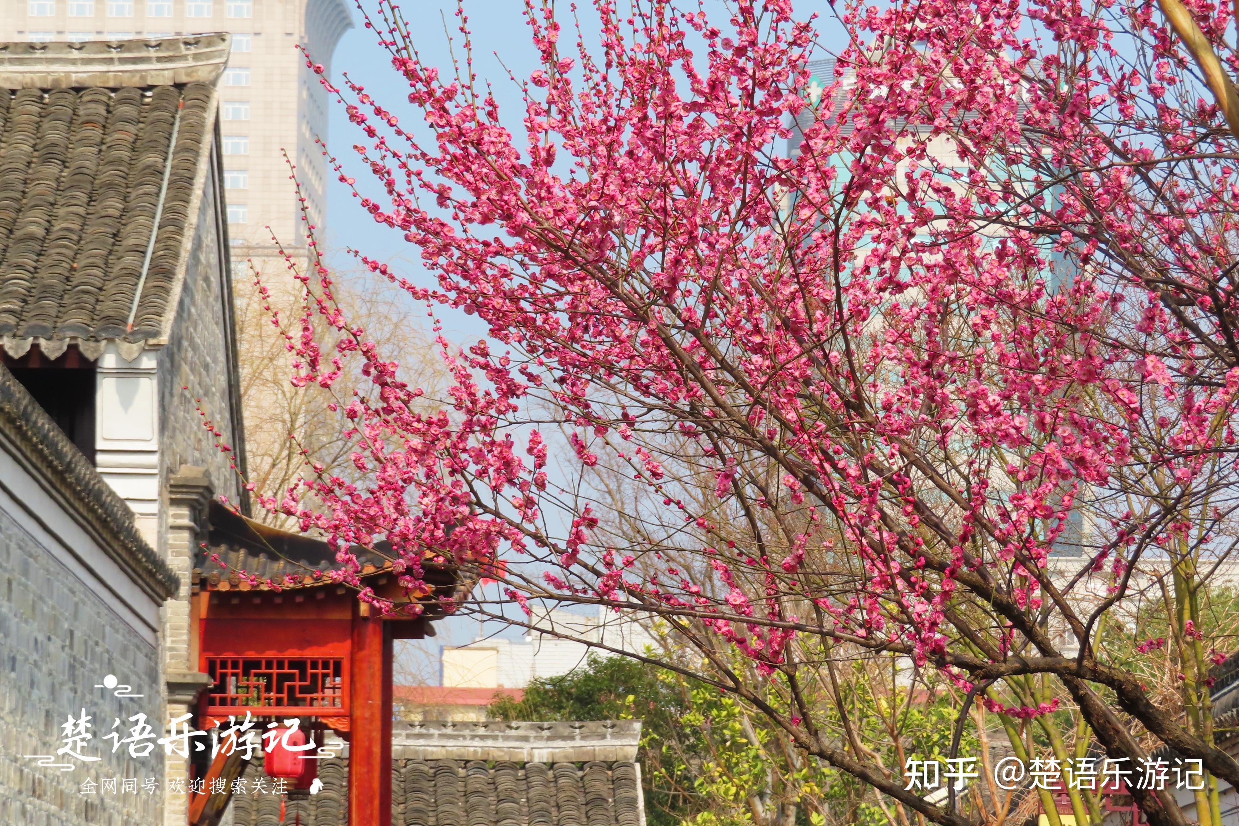 浙江绍兴最美的赏梅地，近20处梅林成网红打卡地，马上迎来盛花期