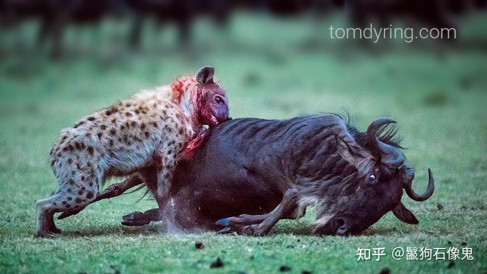 斑鬣狗独自猎杀成年角马