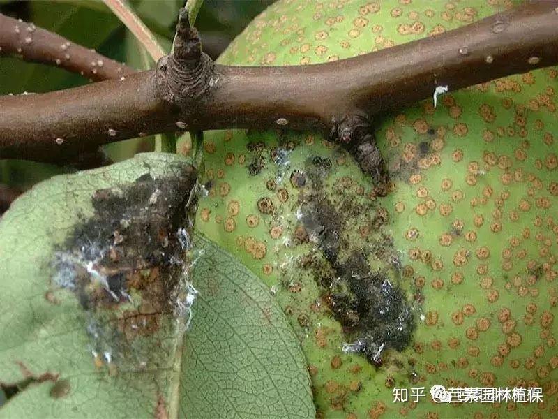 严重时变黑褐色脱落,若虫能分泌粘液,诱发煤污病,并使叶片黏在一起