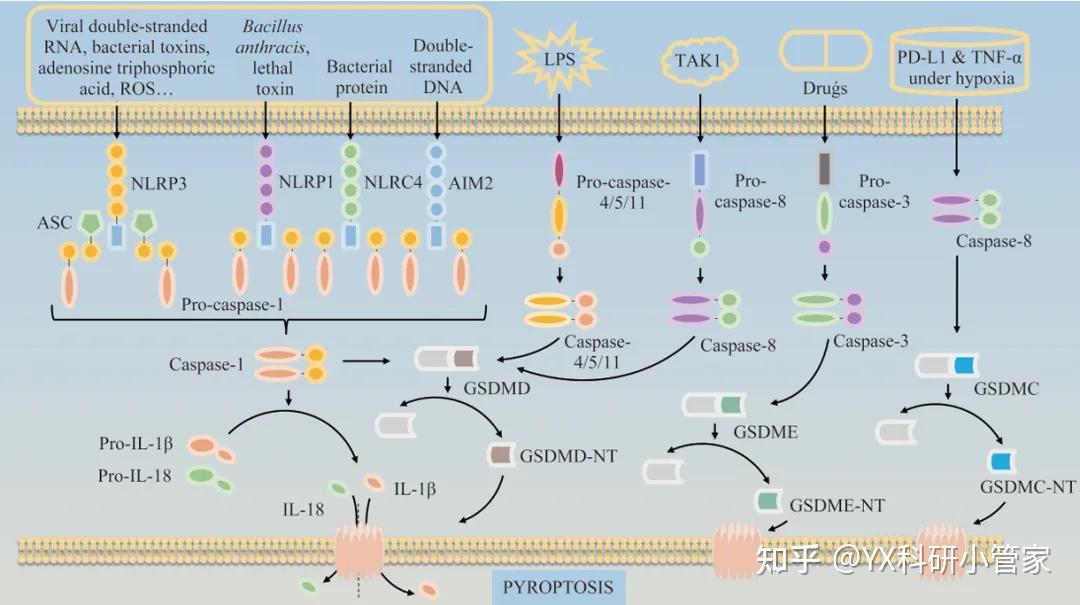 细胞焦亡和分子机制 - 知乎