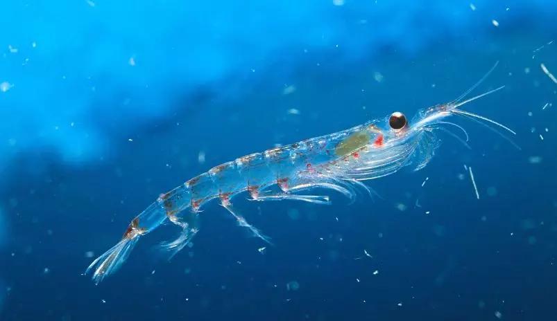 南极磷虾地球上最成功的虾可爱