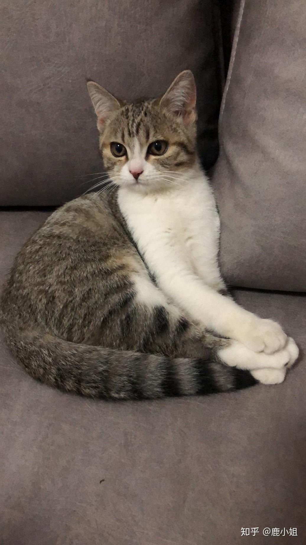 请问这是鱼骨纹美短加白吗?如何配种? - 知乎