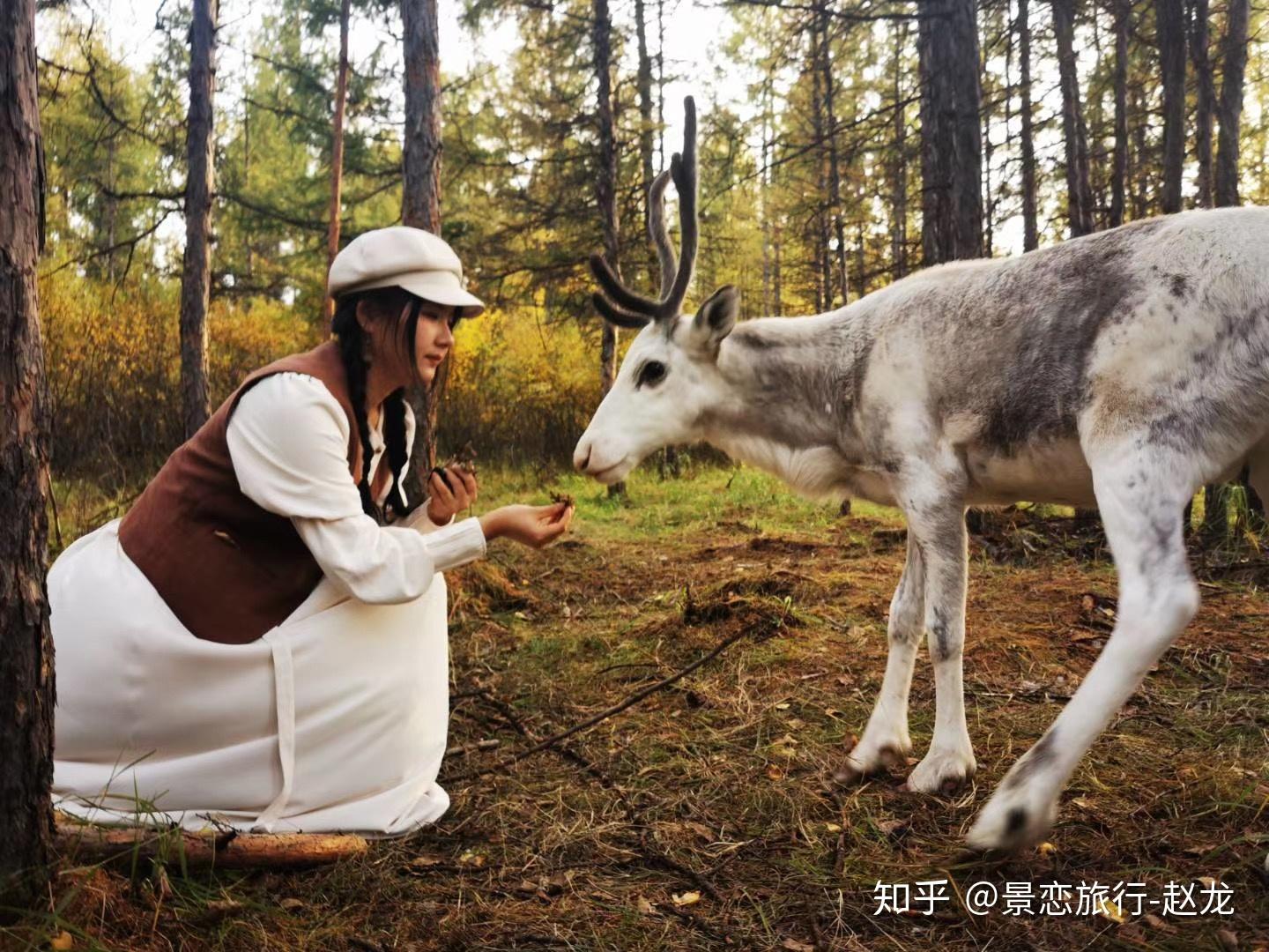 秋季来漠河鄂温克驯鹿部落