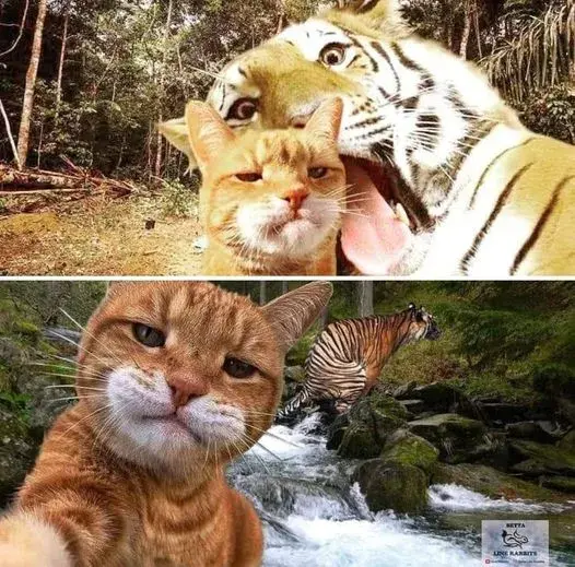 猫咪自拍像极了你与你的傻雕朋友一起的时候老虎的脸丢大了