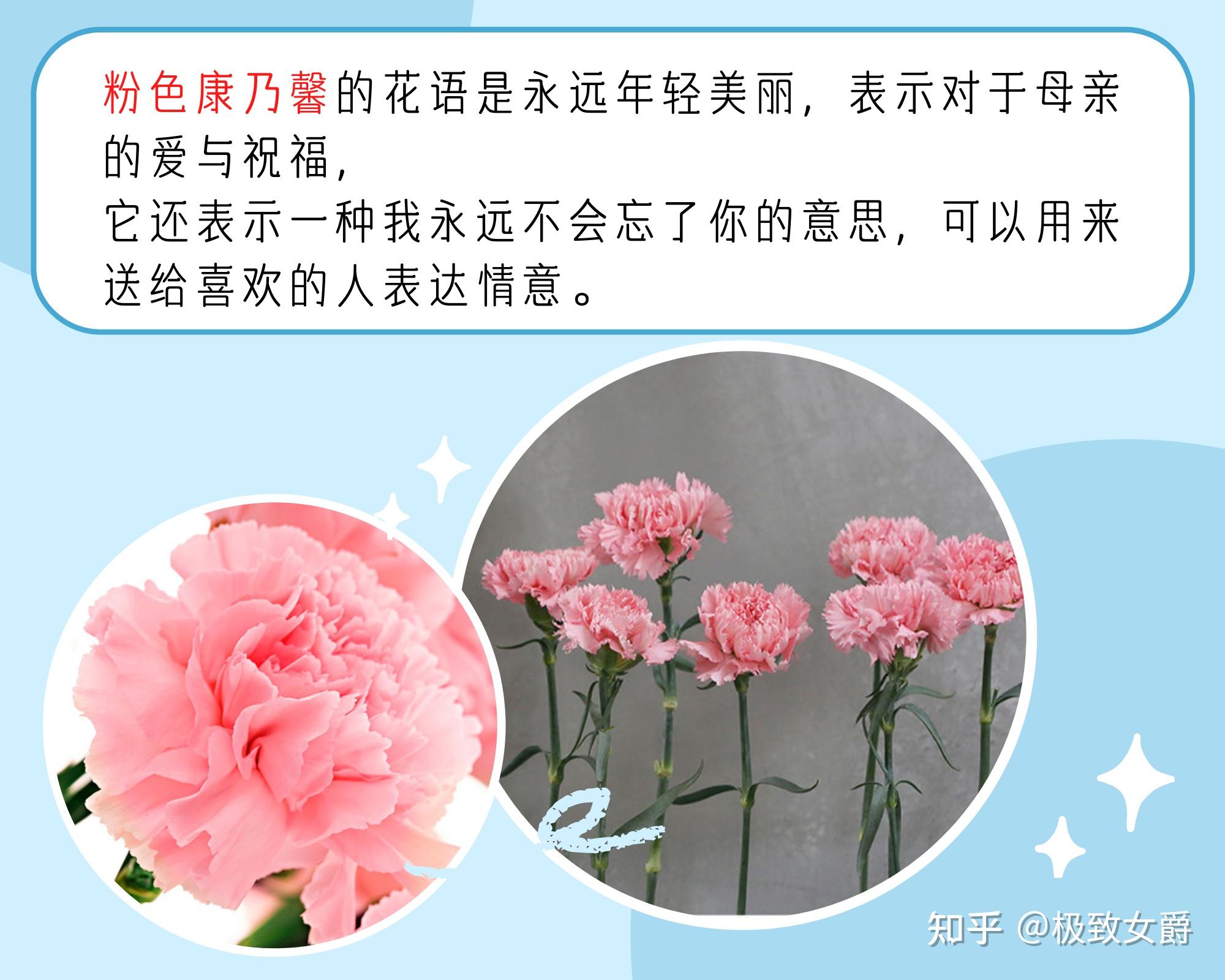 母爱之花感激之情适合送给妈妈的鲜花多种不同颜色康乃馨鲜花花语