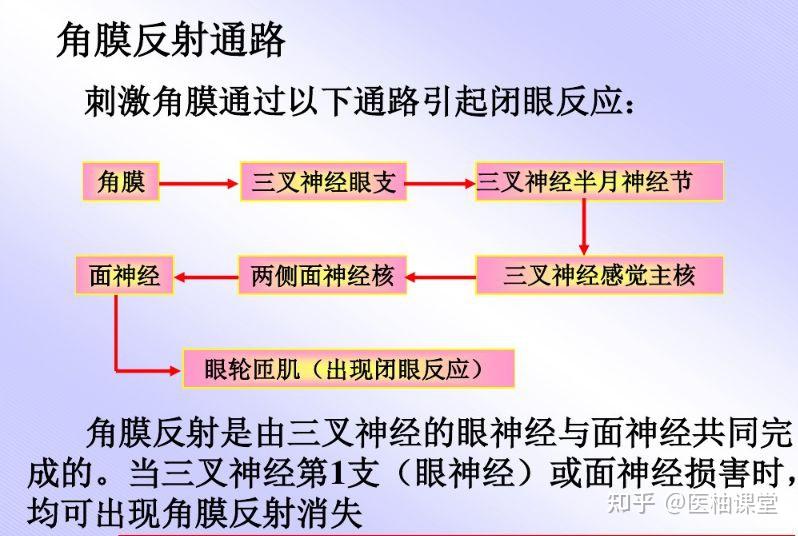 角膜反射图片