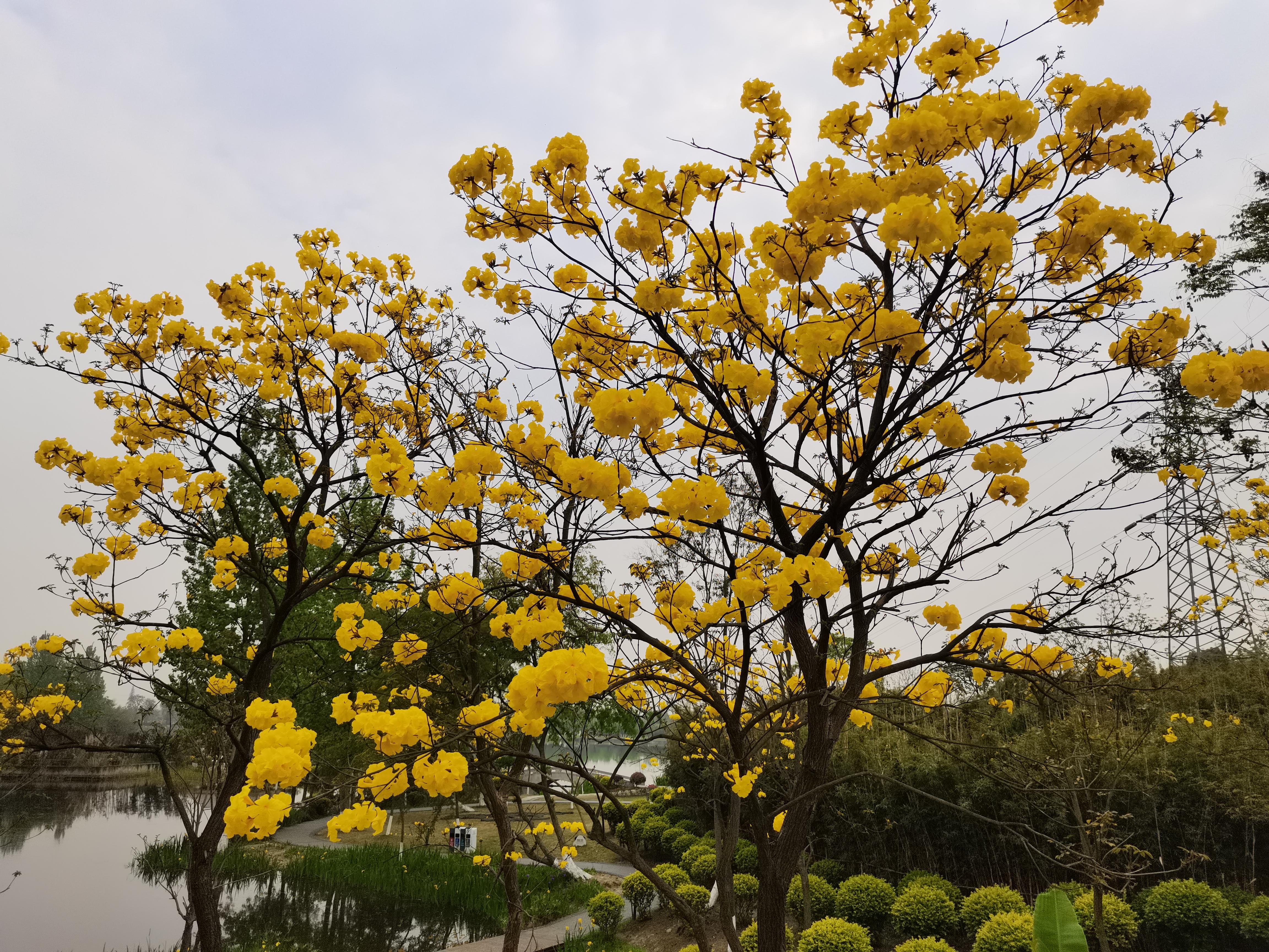 北湖公园成都主城区最大的人造生态湖泊黄花风铃木惊艳景区