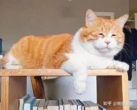 大胖橘让人望而却步，快来看看为什么不建议养“橘猫”？ - 知乎