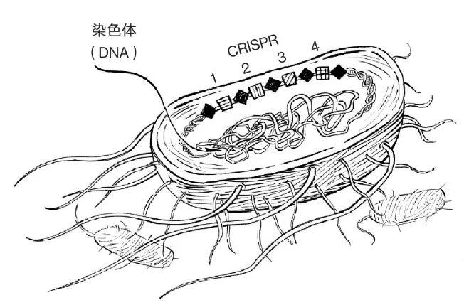 crispr:适应性免疫系统