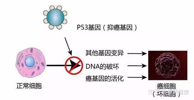 azd1775联合疗法治疗癌症患者tp53突变控制率达90