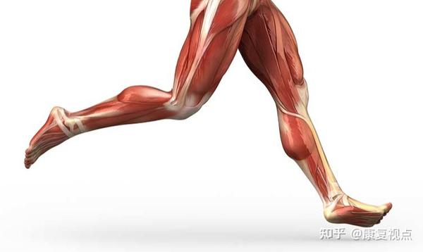 步态分析，详解人类步态和异常步态 - 知乎