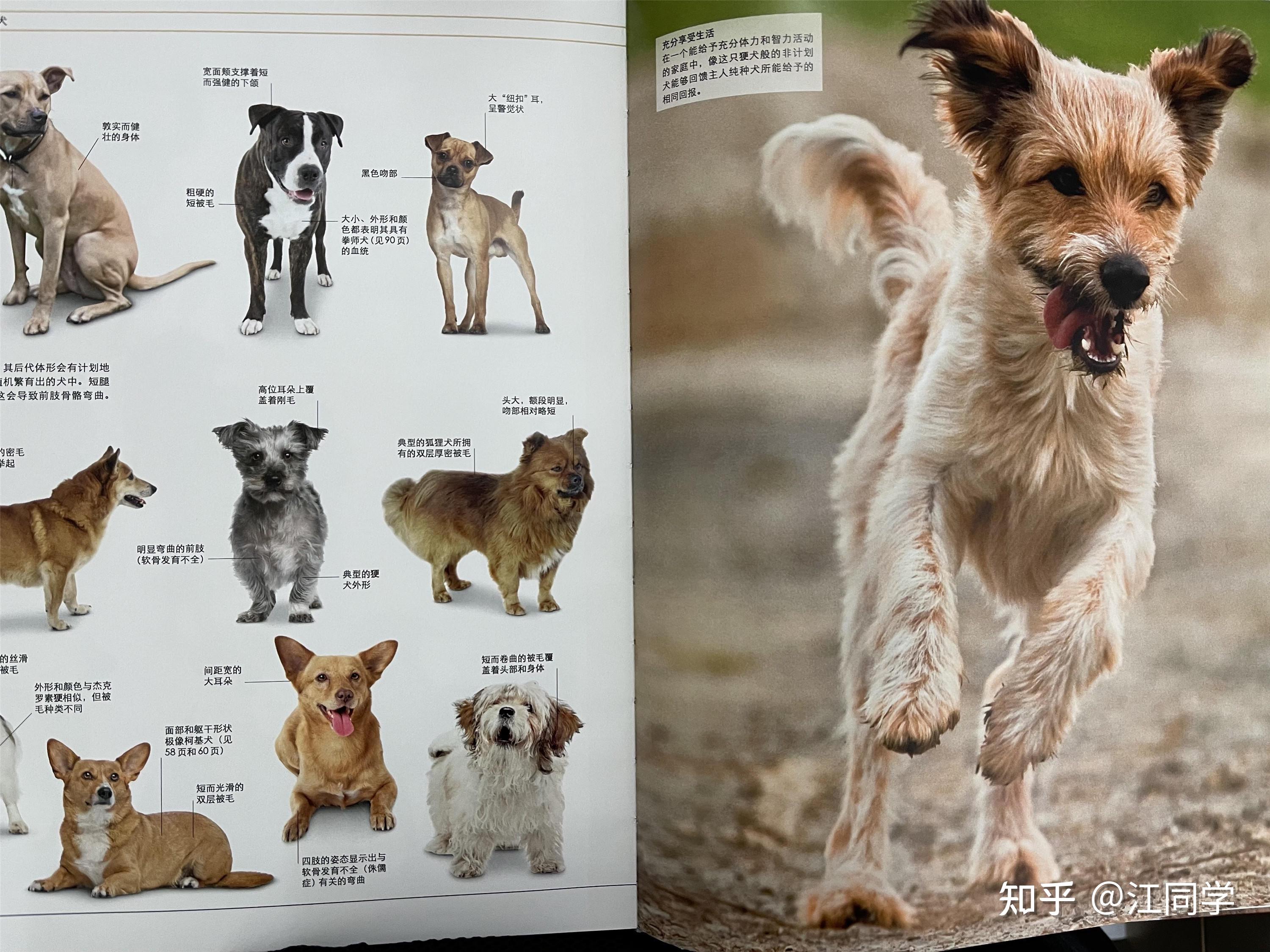 送给喜欢狗狗的朋友什么礼物比较好