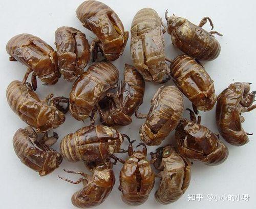 1人赞同了该文章 简介:本品为蝉科昆虫 黑蚱 若虫羽化时脱落的皮壳