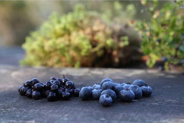 为什么抗氧化要选择花青素 它真的能够抗衰老吗 知乎