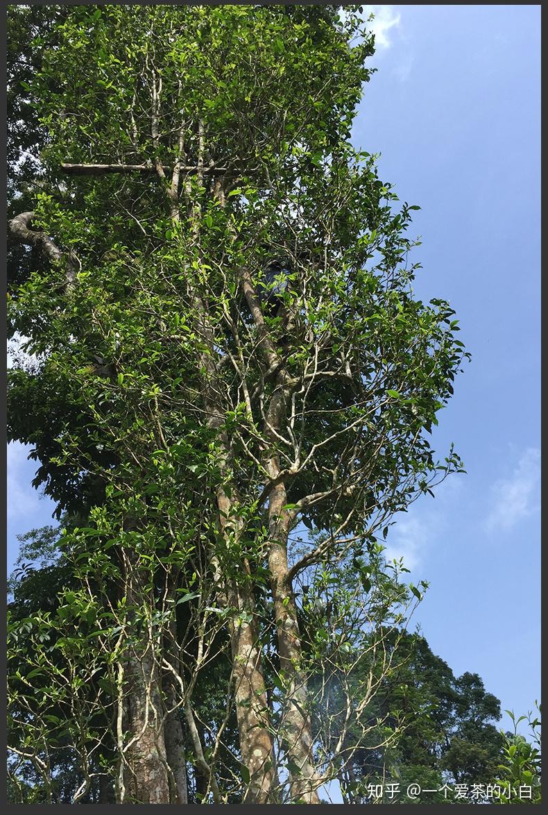 【干货分享】详解茶山秘境易武凤凰窝普洱茶