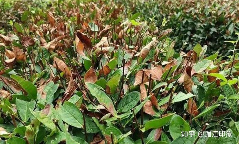 茶树的伏旱、春旱、冬旱 - 知乎