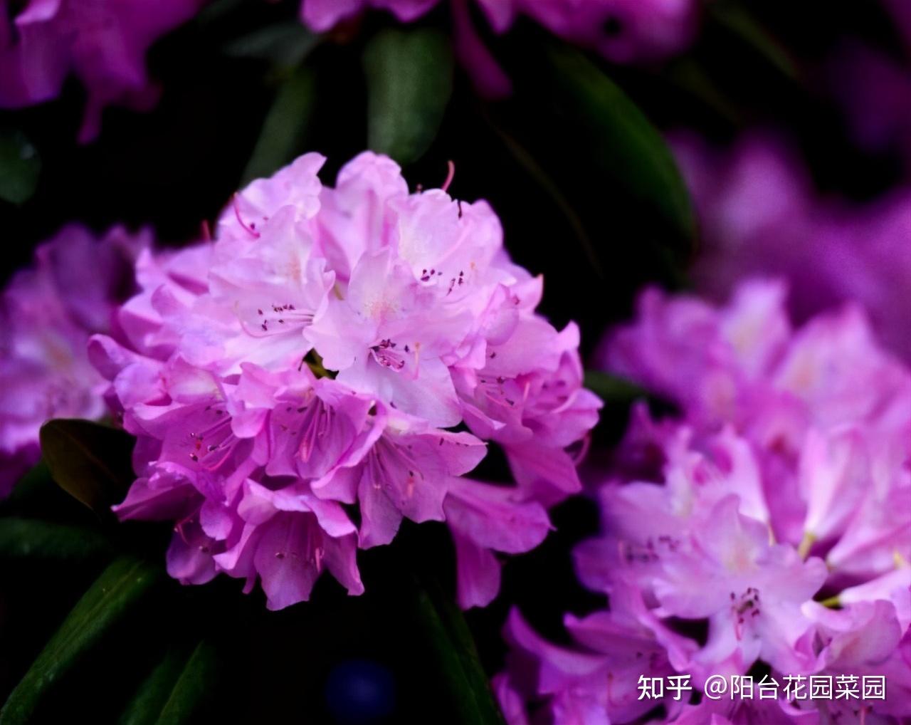 8种“昂贵花”,工薪族“舍不得”买,但是太好看,有钱要买个遍-比较贵的花材是什么花