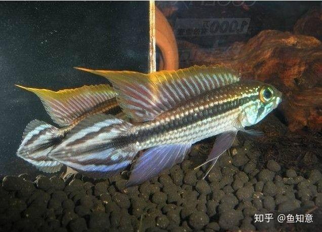 小型观赏鱼阿卡西短鲷