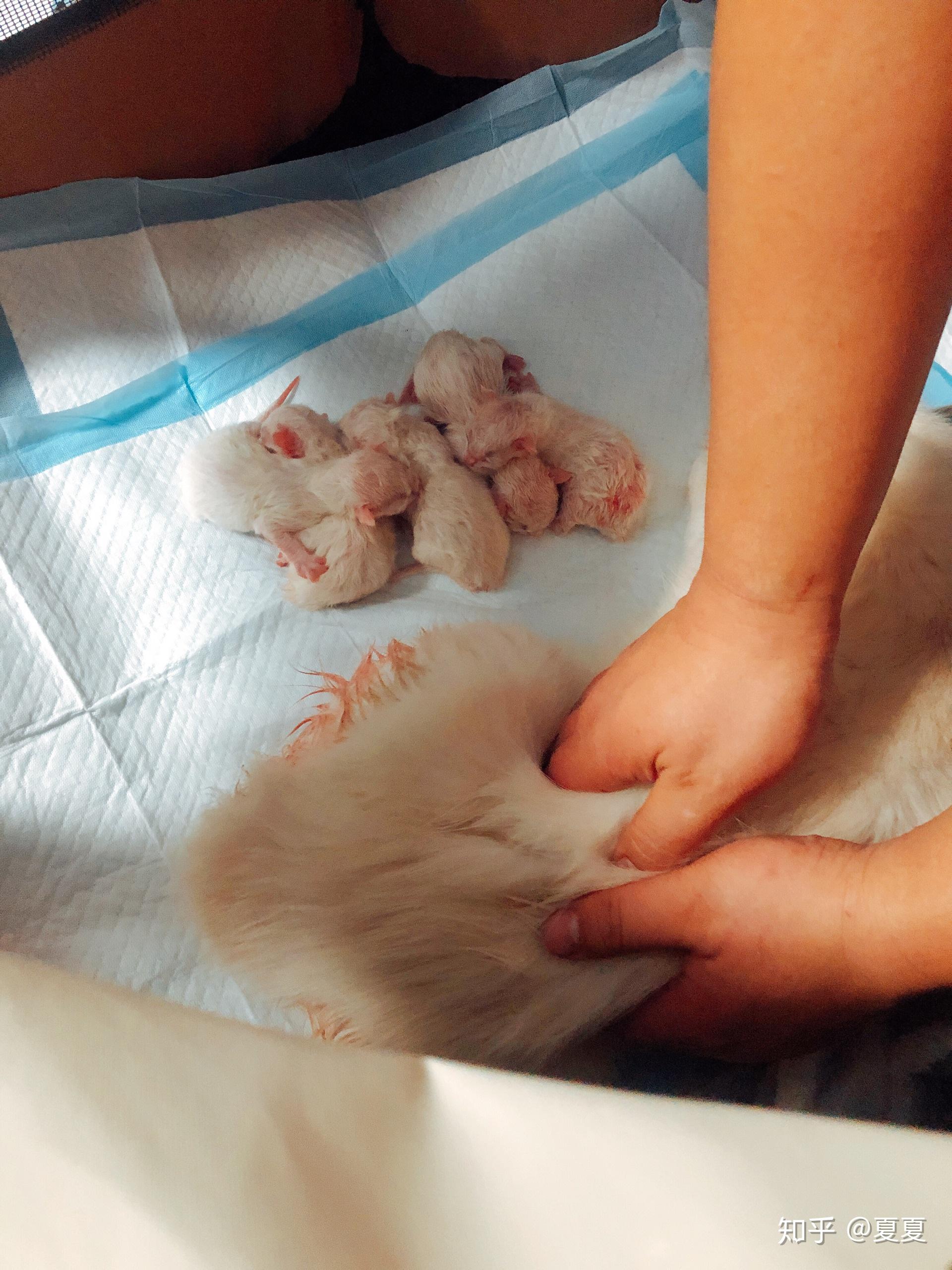 六个月小猫生产记录