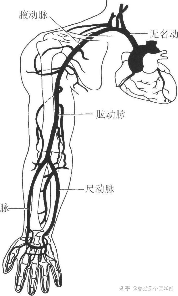 肘部血管分布图图片