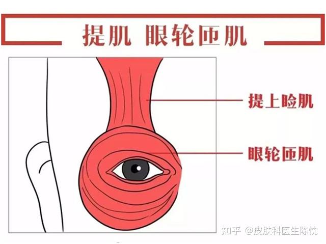 上睑提肌矫正必要性有多大