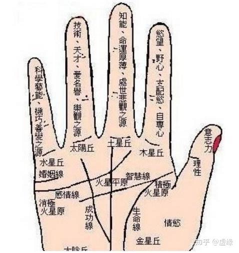 手象玉柱纹解析，手上若有这三种特征定能飞黄腾达 - 知乎
